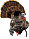 Avian X HDR Strutter Decoy
