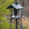 Feathersnap Scout Birdfeeder Wi-fi Solar Powered W/ Camera