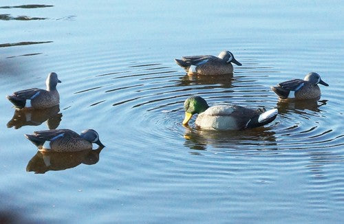 Mojo Rippler Mallard Drake Decoy