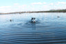 Mojo Butt UP Mallard Rippler Decoy