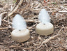 Mojo Dove A Flicker (4 Pack)